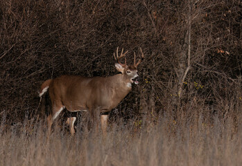 White-tailed deer buck with big neck walking through the meadow during the autumn rut in Canada
