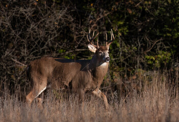 White-tailed deer buck with big neck walking through the meadow during the autumn rut in Canada
