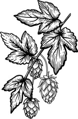 Hop Branch with Cones Illustration in Black and White