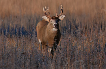 White-tailed deer buck with big neck walking through the meadow during the autumn rut in Canada