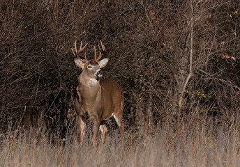 White-tailed deer buck with big neck walking through the meadow during the autumn rut in Canada