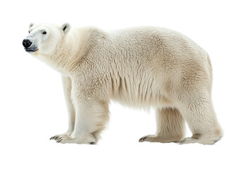 Fototapeta premium Polar bear in snowy landscape wildlife arctic isolated on transparent background