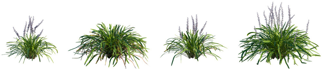 Set of Liriope muscari Variegata (Variegated Lily Turf) frontal isolated png on a transparent...