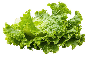 Freshly harvested green lettuce leaves on a white background ready for a healthy dish