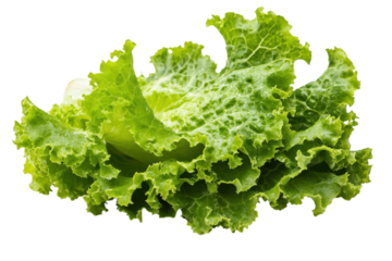 Freshly harvested green lettuce leaves on a white background ready for a healthy dish