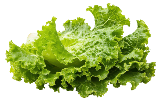 Freshly harvested green lettuce leaves on a white background ready for a healthy dish