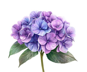 Colorful hydrangea flowers arrangement nature digital bright isolated on transparent background