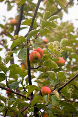 Vibrant red apples are nestled among leafy branches. The fruit's freshness in a natural setting