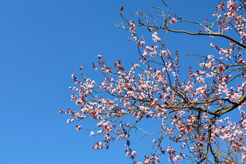 Pink cherry tree blossom blooming against clear blue sky in springtime