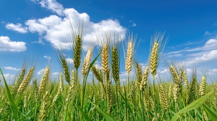 Obraz premium Close-up of wheat ears in a fresh green field, with a vivid blue sky and white clouds above.