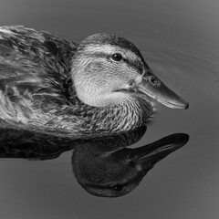 Close-up grayscale of a duck with its reflection in calm water