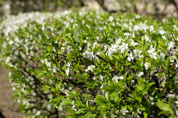 Plum tree hedge in the garden