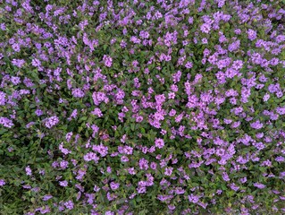 pink-purple lantana flowers in the garden