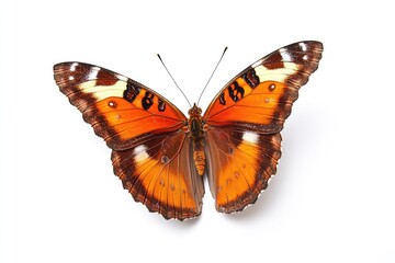 Colorful butterfly wings