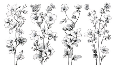 Floral flower vector Illustrations on white background