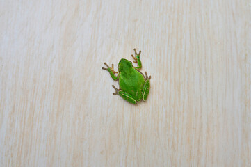 Tree frog on tile