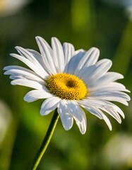 Single White Daisy Extracted Smoothly with Bright Petals and Sunny Yellow Center