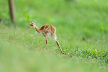 Baby of Eastern Sarus Crane free-ranging and protected species by local people.