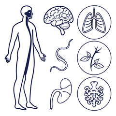 Vector illustration of the human brain