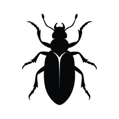 colorado potato beetle