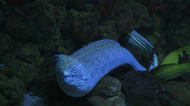 Moray eel exploring its oceanarium habitat with vibrant aquatic life