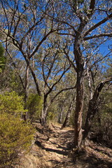 Eucalyptus trees at the hiking track from Halls Gap to Clematis Falls in Grampians National Park in Victoria, Australia
