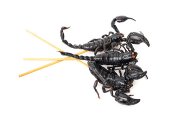 Roasted insects. Amazing exotic snack street food. Three fried Scorpions - Heterometrus laoticus  on skewers isolated on white background.