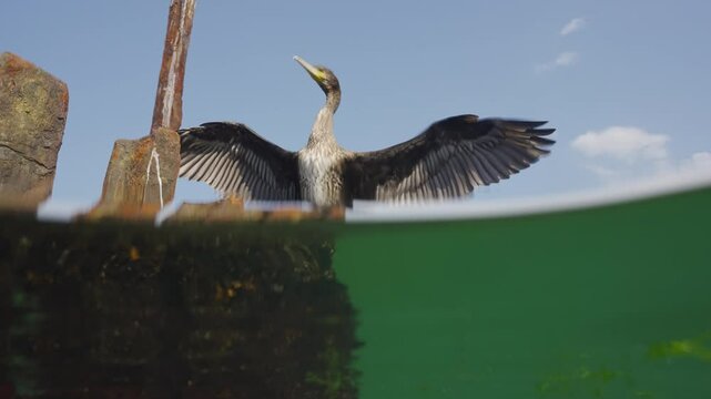 View from water level of Great Black Cormorant sitting on a broken rusty dock and drying its feathers with its wings spread out to the sides, Split level
