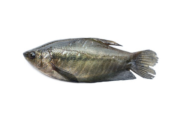 Fish Snakeskin gourami - Trichogaster pectoralis from the natural river. It is popularly used for beheading pickled in salt, dried, and cooked by deep-frying isolated on white background.