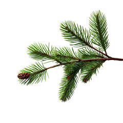 Obraz premium fir tree branch isolated on white