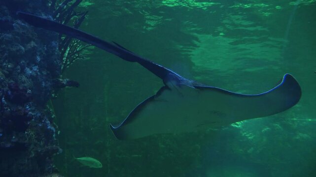 A stingray glides through green water past rocks and small fish at Oceanarium