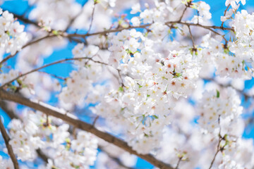 2025年の有栖川宮記念公園に咲く桜の花