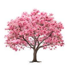 Fototapeta premium pink cherry blossom isolated