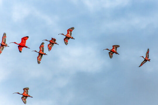Scarlet ibis flying back home to their sleeping place, Revoada dos guaras on the Delta of the Parnaiba River in Brazil