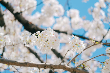 Obraz premium 2025年の有栖川宮記念公園に咲く桜の花