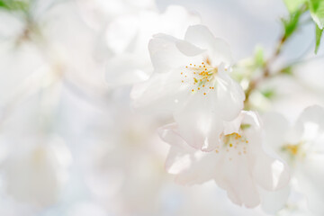 Obraz premium 2025年の有栖川宮記念公園に咲く桜の花