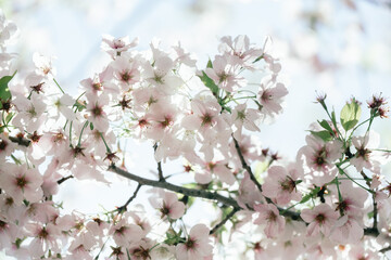 2025年の有栖川宮記念公園に咲く桜の花