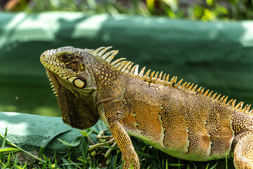 The Green Iguana, Iguana iguana, is a large species of lizard native to Central and South America.