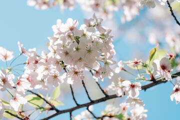 2025年の有栖川宮記念公園に咲く桜の花
