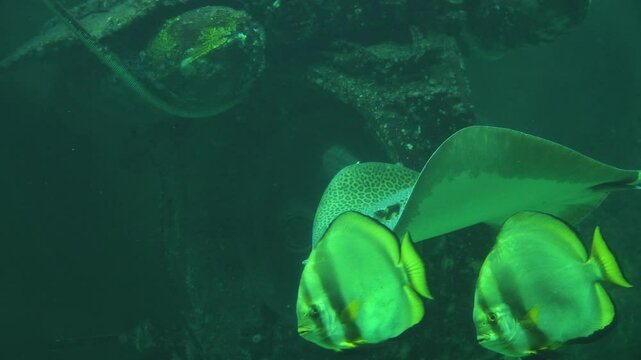 spotted ray fish swims near a sunken ship followed by two bat-fish at Oceanarium