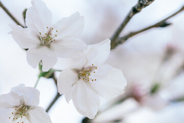 Naklejka premium 2025年の有栖川宮記念公園に咲く桜の花
