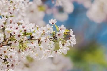 2025年の有栖川宮記念公園に咲く桜の花