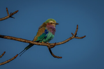 Lilac-breasted roller on bare branch in sun
