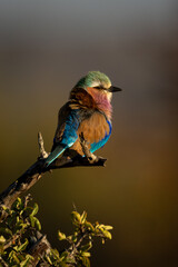 Lilac-breasted roller on bare branch in sunlight