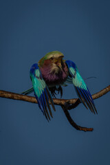 Lilac-breasted roller jumps off branch opening beak