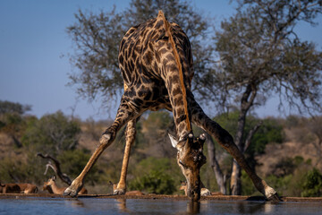 Male southern giraffe bends down to drink