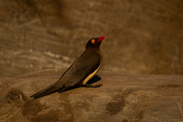 Red-billed oxpecker on back of white rhino