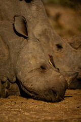 Red-billed oxpecker on white rhino lying asleep