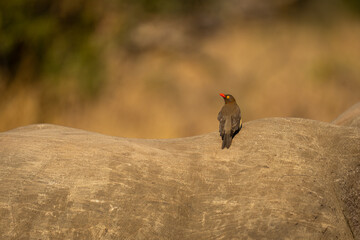 Red-billed oxpecker on white rhino looks back