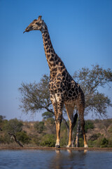 Southern giraffe stands splaying legs showing tongue
